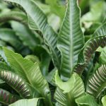 Asplenium Scolopendrium – Hart’s tongue fern