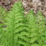 Dryopteris Affinis – Scaly male fern
