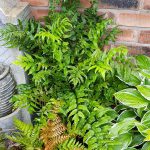 Cyrtomium Fortunei Clivicola