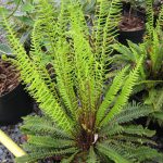 Blechnum Spicant