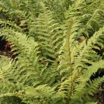 Polystichum Setiferum