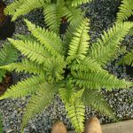 Polystichum Polyblepharum – Japanese lace fern