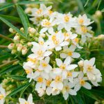 Choisya ‘Aztec Pearl’