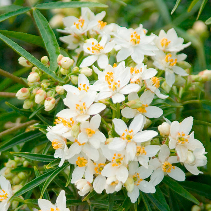 Choisya 'Aztec Pearl'