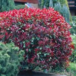 Photinia Fraseri Red Robin