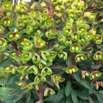 Euphorbia x Martinii (in Hairy Pot)