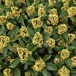 Skimmia Confusa ‘Kew Green’