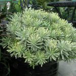 Euphorbia Silver Swan