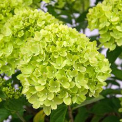Hydrangea Paniculata Little Lime