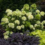 Hydrangea Paniculata Little Lime