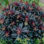 Euphorbia amygdaloides ‘Purpurea’ – Wood Spurge