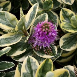 Hebe Variegated