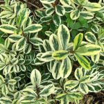 Hebe Variegated