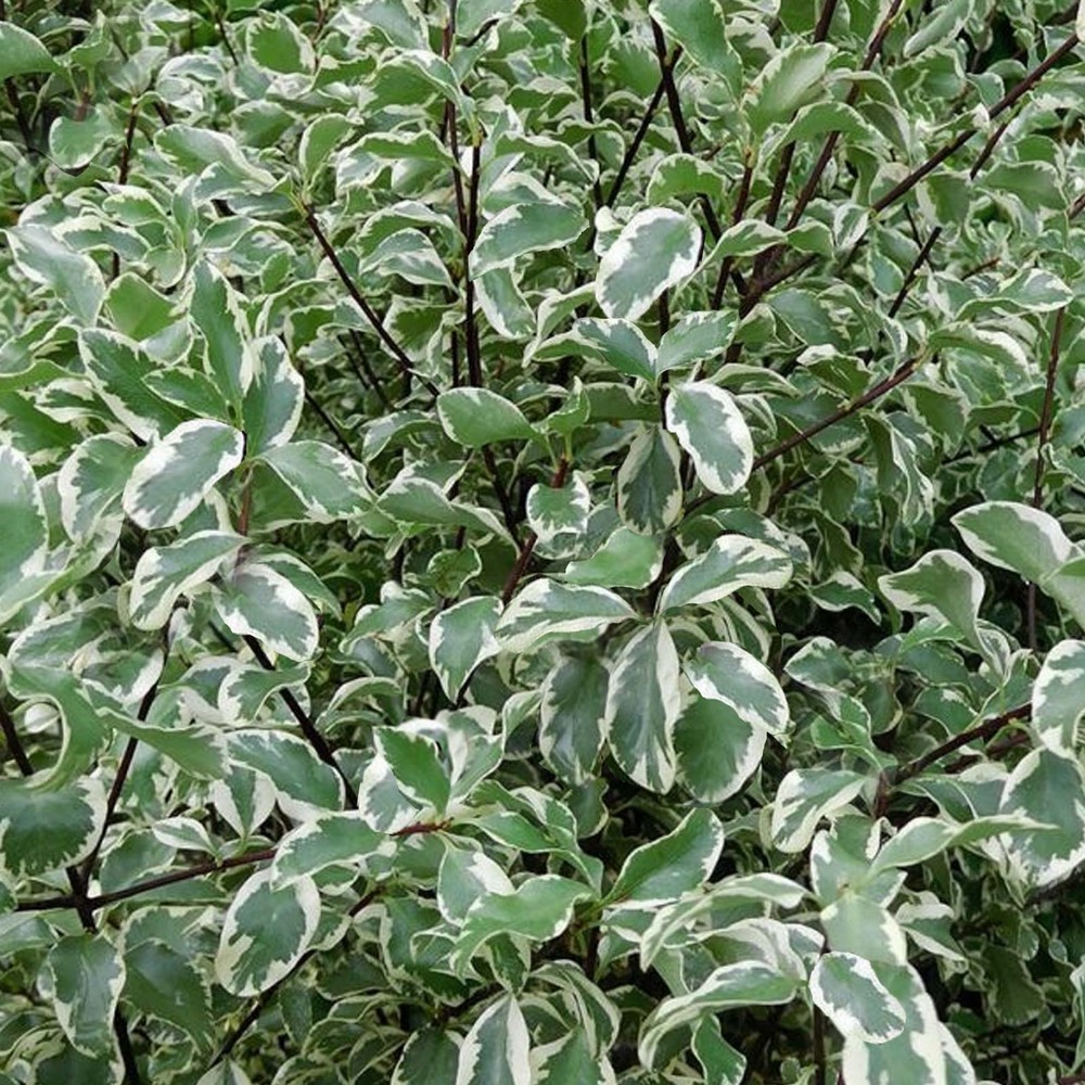Pittosporum Tenuifolium Variegatum - Image 2