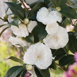 Camellia Japonica White