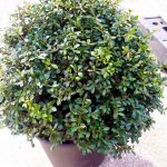 Ilex Crenata Dark Green Ball