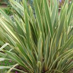 Phormium Tenax Variegatum