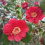 Camellia Japonica Red