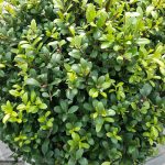 Ilex Crenata Dark Green Ball