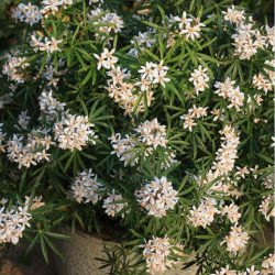 Choisya Ternata White Dazzler – Mexican orange blossom