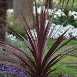 Cordyline Australis Red Star