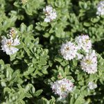 Hebe Pinguifolia ‘Sutherlandii’