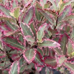 Pittosporum Tenuifolium Elizabeth