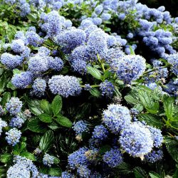 Ceanothus Yankee Point