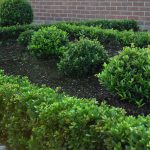 Ilex Crenata Dark Green