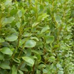 Griselinia Littoralis