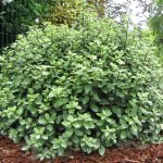 Pittosporum Tenuifolium Pom Pom