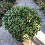 Pittosporum Tenuifolium Golf Ball