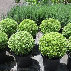 Pittosporum Tenuifolium Golf Ball