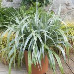 Astelia chathamica – Silver Spear