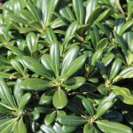 Pittosporum Tobira Nanum