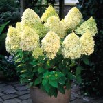 Hydrangea Paniculata Limelight