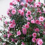 Camellia japonica Pink – Pink camellia