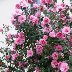 Camellia Japonica Pink
