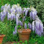 Wisteria Sinesis Prolific
