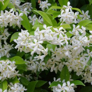 Trachelospermum Jasminoides - Star Jasmine - The Nunhead Gardener