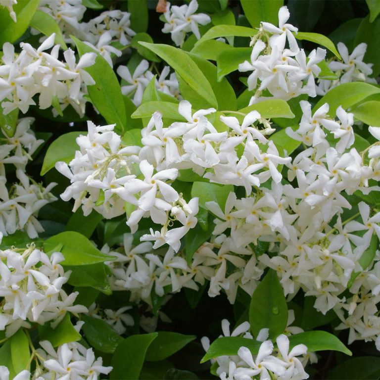 Trachelospermum Jasminoides Star Jasmine The Nunhead Gardener 