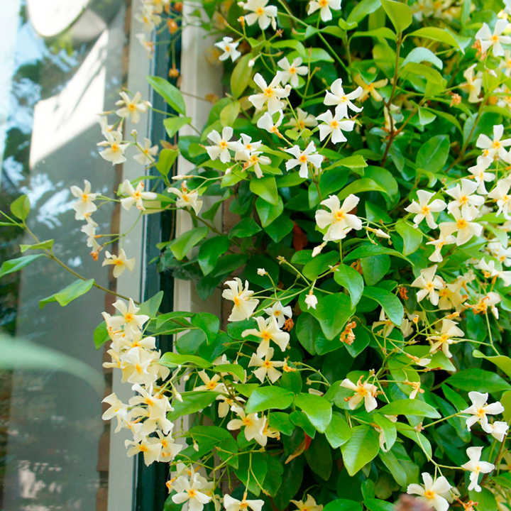 Trachelospermum Jasminoides The Nunhead Gardener