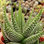 Haworthia Fasciata Concolor