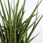 Sansevieria Fernwood Mikado – Snake Plant