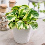 Peperomia Obtusifolia Green Gold