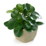 Peperomia Obtusifolia Green (Baby Rubber Plant)