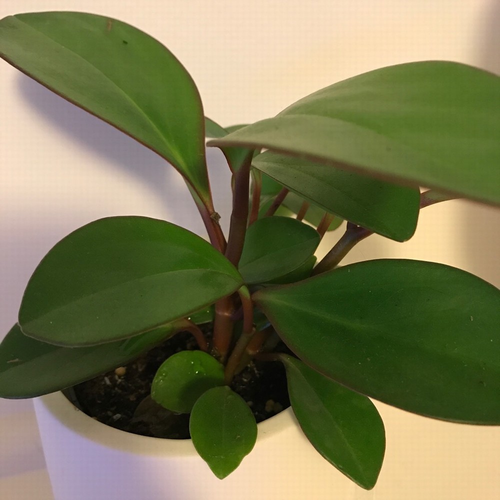 Peperomia Obtusifolia Red Margin (Rubber Plant)