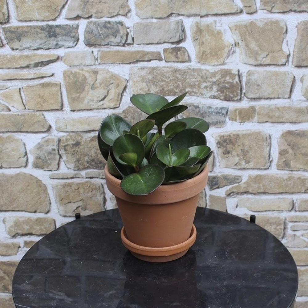 Peperomia Obtusifolia Red Margin (Rubber Plant) - Image 2