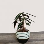 Alocasia Bambino Arrow