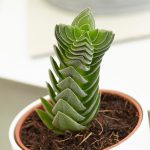 Crassula Buddhas Temple